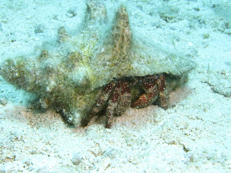 46 White-Speckled Hermit Crab IMG_3980.jpg
